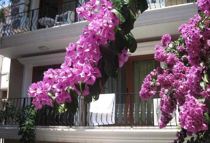 Kumsal Butik Otel Adalar Exteriér fotografie